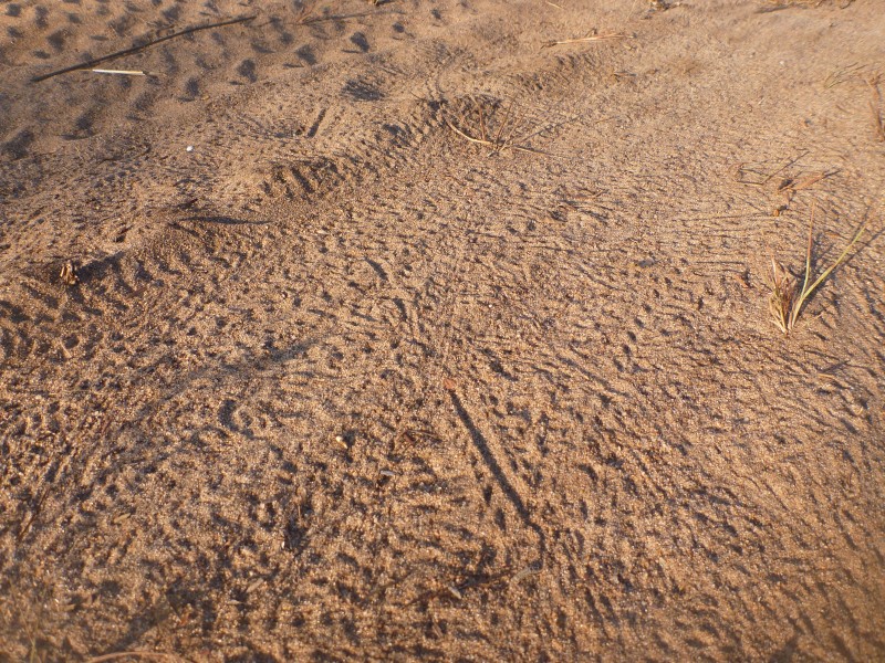 Wagait Beach hermit crab tracks