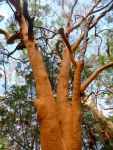 fraser island orange tree