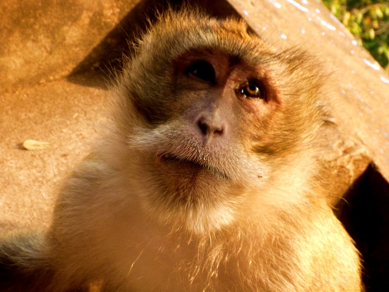 monkey near wat tham sua