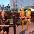 Joe and Macaws, Flamingo Casino and Resort Las Vegas
