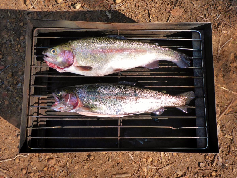 trout in the fish smoker
