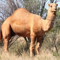 camel on david carnegie road