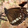 black rock falls butterfly