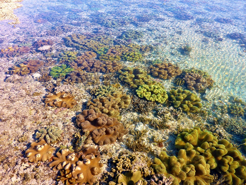 cape keraudren coral